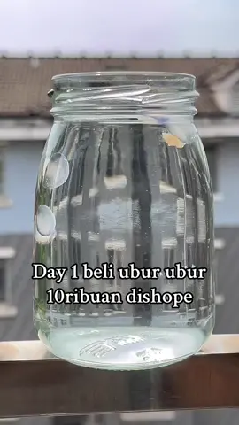 pake toples lebaran emak 😭 #ikan #ikanhias #uburuburikanlele #ubur #fyp 
