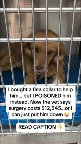 I bought a flea collar to keep him safe. It was supposed to protect him. But instead… it poisoned him. 💔 The vet said, “$12,345 for surgery — or you can just put him down.” He was just a baby. 😭 At first, I thought it was working. No scratching. No fleas. No bites. But slowly, I started noticing it — red skin around his neck, hair falling out, constant itching. 😢 Then one night, he couldn’t stop shaking. He cried in pain. I rushed him to the emergency vet. 🚨 They told me it was chemical poisoning from the flea collar. His skin was literally burning. Toxins had entered his bloodstream. And now, they had to operate to save him. That “safe” flea collar nearly killed my dog. 💔 If your dog has rashes, red patches, or keeps scratching nonstop — especially around the neck or belly — please check what’s on them. 🐾 Most flea collars, pills, and sprays use pesticides that: ☠️ Damage your dog’s liver and kidneys ☠️ Cause neurological issues ☠️ Leave toxic residue that rubs off on you and your kids That’s what almost took his life. Now, I only use BugMD — a natural, water-based flea & tick spray made with essential oils. 🌿 Kills fleas instantly. No toxins. No chemicals. Vet-approved and safe for both pets and people. ✅ It’s a bit hard to find on Amazon, so I left the link in my bio. Please — learn from my mistake before it’s too late. They can’t tell you what’s hurting them. They just trust you to protect them. 💔 #doglover #petparents #doghealth #fleas #ticks  
