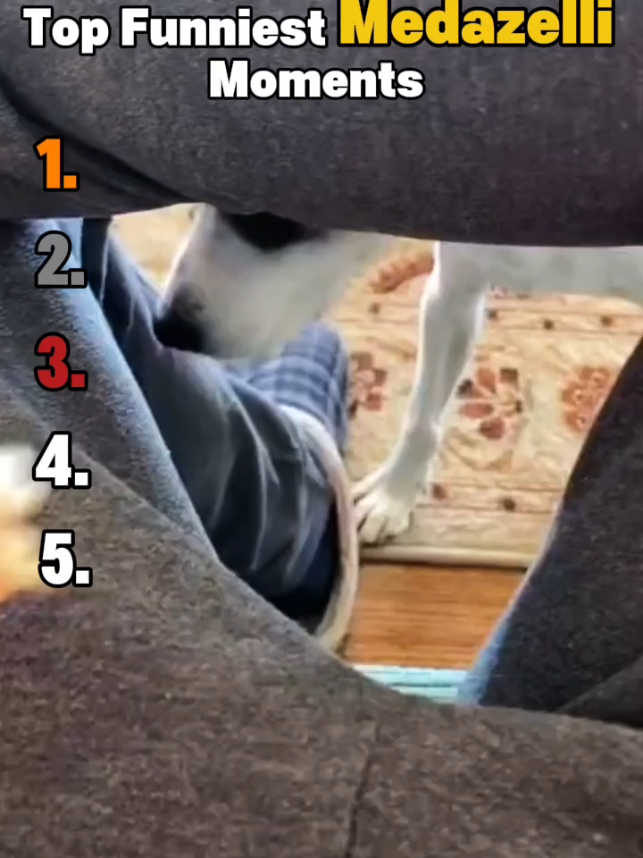 Funniest Medazelli Moments | @medazelli #medazelli #funny #funnyvideos #ranking #funnypets #funnyanimals #funnytiktok #cat #funnydog #funnycat #animalsfunny #Vlog #animalsoftiktok #animals #funnycatvideo #viral #trending #foryou #usa #fyp