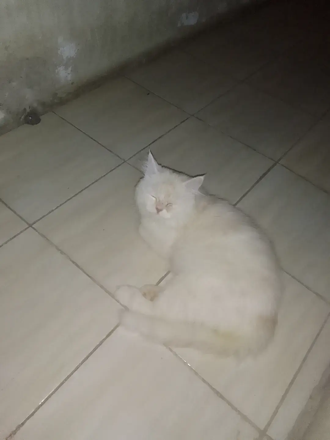 #تصميم_فيديوهات🎶🎤🎬 -عندي قطه وانت لا 👅👅🙈😂😂#