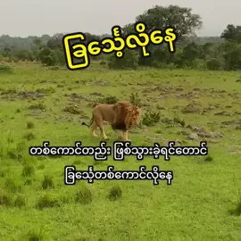 လောကကြီးက ပျော့ညံ့တဲ့လူတွေကို နေရာမပေးဘူး၊ ဒါကြောင့်သန်မာပါ၊ ရဲရင့်ပါ#ဇွဲ #သန်မာရမယ်နော်💪🥰 #လောကကြီး 