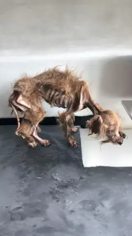 #собака #спасениежизни#собакадругчеловека 