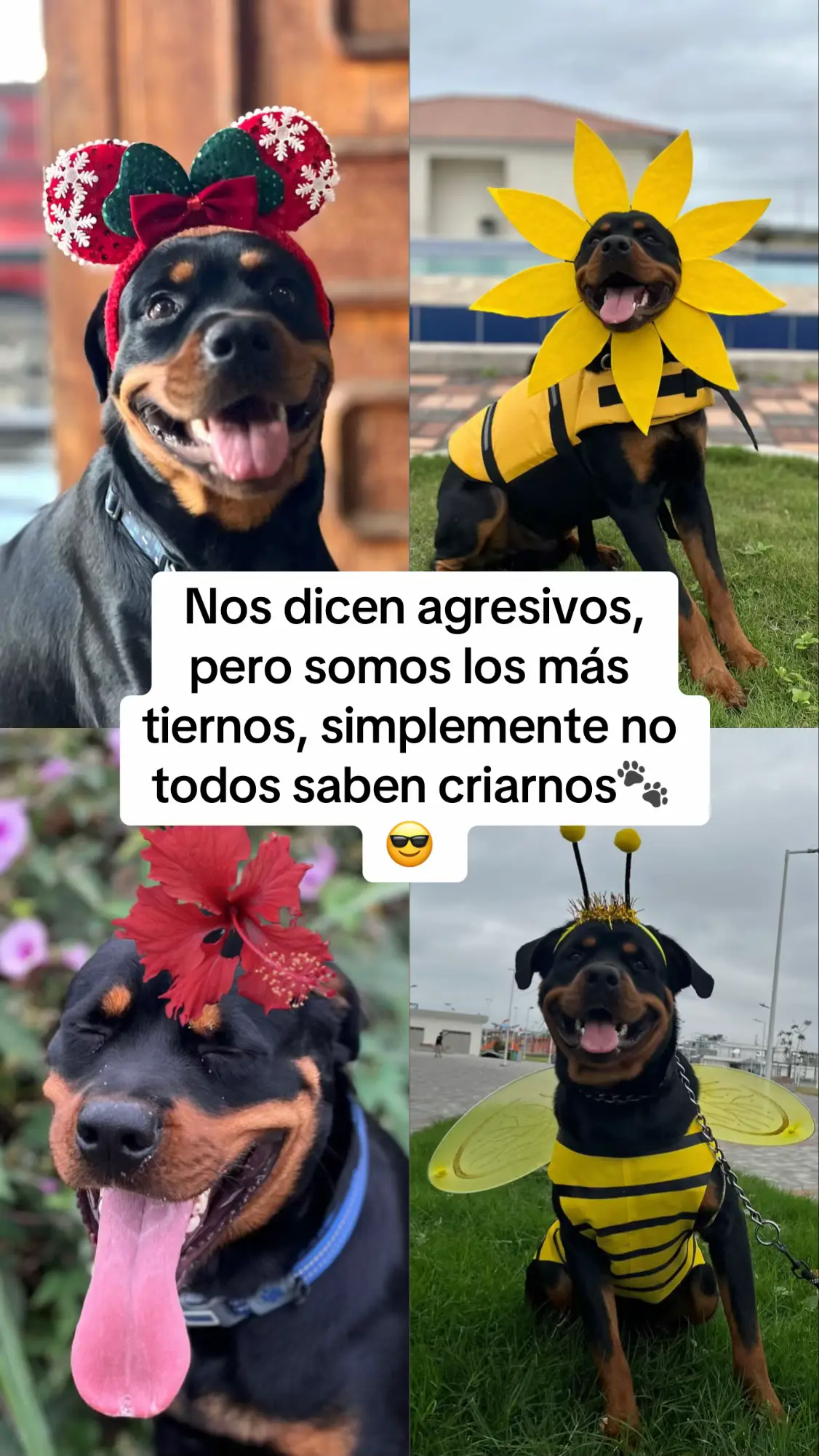 #trend #perrostiktokers #mascotas #viral #perrostiernos 