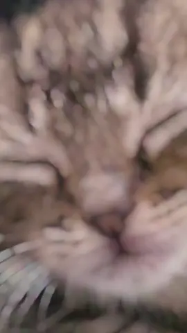 🥰Anyone else got that sleepy Wednesday feeling? 😴 Together, we can make a difference — donate, follow us, and share to help even more cats find the love and safety they deserve. ❤️ 💛 How you can help: Drop off donations at : 📮 Mrs Kate Phillips 48 Lancaster Avenue Mitcham CR4 1PU Order online and send directly to us: https://www.amazon.co.uk/hz/wishlist/ls/1BG6Z2N2GB3Y4?ref_=wl_share Make a monetary donation so we can purchase supplies quickly Bank transfer (Nationwide): Name: Mrs K L Phillips Sort code: 07 01 16 Account no: 27408475 https://www.gofundme.com/u/ktcs-jellybean-foundation paypal.me/KTCsjellybeanfoundat (Friends and Family) Please, if you can, donate today. Your kindness keeps our cats healthy, fed, and safe. Thank you from us all at The Jellybean foundation🐱💕 #fyp #kitten #cat #catrescue #rescue 
