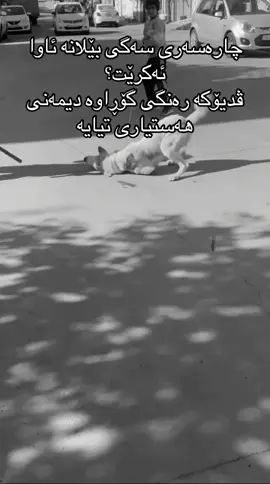 ئەمە چارەسەرە یان لەناوبردن؟! #CapCut #شعب_الصيني_ماله_حل😂😂 #تەندروستی_ئاژەڵەکانتان_بەئێمە_بسپێرن #fyp #foryou 