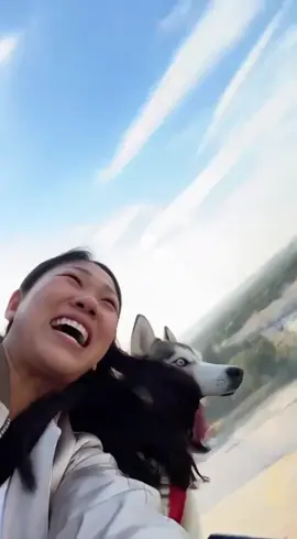đã bảo không chơi r 。zzz#chóhussky #husky #ngáohusky 