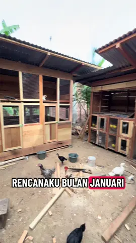 ayo join🤣🤣😭#ternakayam #ayamshamo #ayamshamoeropa #kandangayam #kandangumbaran 