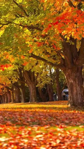#autumn #autumnvibes🍁 #fallincanada #october #foryou 