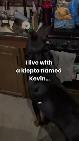 Let’s just say our mornings are pure chaos 🙂😂 #pets #mypets #petlove #funnyanimals #petsofinstagram  The Joy of Pets: A Furry Adventure 