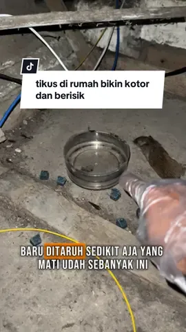 cara membasmi tikus di dalam rumah yang terlalu banyak  #hamatikus #tikusrumah #tikussawah #tikustanah #pembasmitikus 