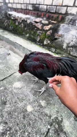 😫😫#ayambangkok #ayambangkokindinesia #peternakmuda  #CapCut 