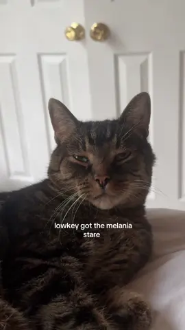I love my slavic diva #romania🇷🇴  #slavic #catsoftiktok #diva #relatable 