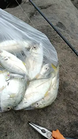 casting baby GT, paling gacor pake swim gondok amazon 4s 💥 buktikan sendiri #babygt #casting #ultralight #relixnusantara #seahawks 