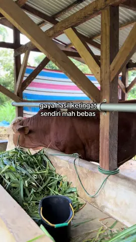Yakan sapi😜#peternakmuda #peternakmilenial #sobatngaret #setiafarm #foryou 