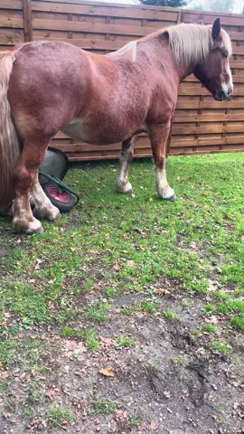 Kaufe dir Tiere , haben Sie gesagt 😂 die sind ganz toll 😂🫣 nur Blödsinn im Kopf #albern #blödsinn #Tiere #pferde 