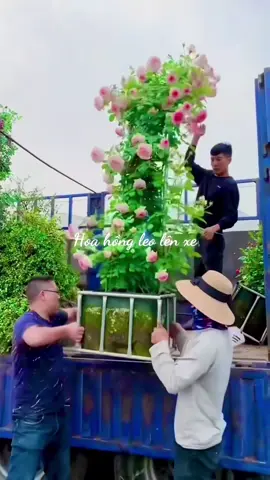 Cây về cho chị đẹp#canhquansanvuon #khonggiandep #hoahong #hoahongleo🌹🌹 #caycanh 