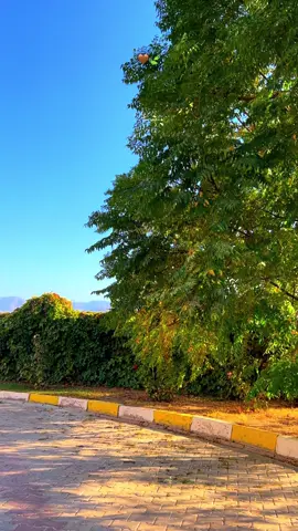 Ay dilbare 🤎🍃….#fypシ #tiktok #viral #actives #mahok♍️💙 