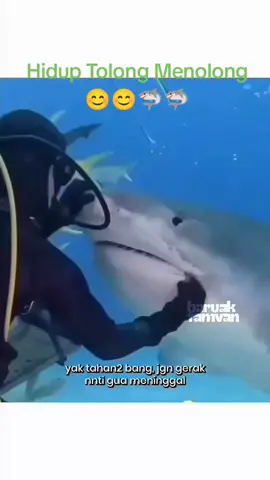 Gunakan Hidup Tolong Menolong Seperti Penyelam ini menyelamatkan seekor hiu #minangtiktok #helpmeplease #help #fish #sea #diving #human #shark #fyp 
