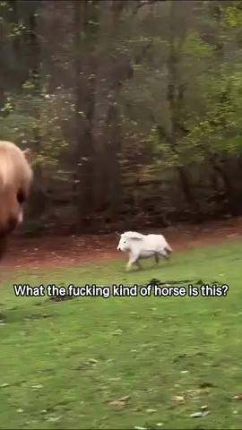 What the kind of horse is this?#gag #popular #usa_tiktok #america #horse 