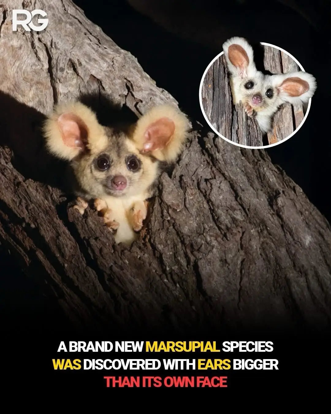 Scientists in Australia have discovered a brand-new marsupial species with adorably oversized ears! The creature, found hiding in the woodlands of Queensland, has ears nearly as big as its head, helping it detect even the faintest sounds at night. Researchers say this unique animal could shed light on how small nocturnal mammals evolved to survive in dense forests.