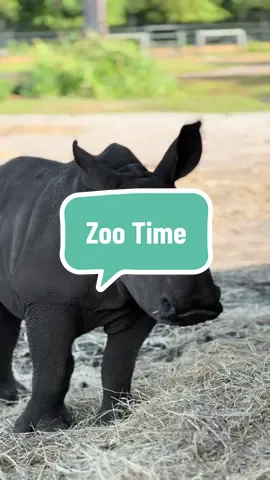 50 acres of adventure. The best part? Your visit contributes to the conservation of the animals you see and love. ❤️  #GulfBreezeZoo #BabyRhino 