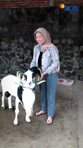 Segera tayang di SCTP WKWK 😂 #hpdkijawabarat 