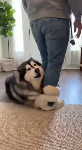 You try to leave the house, and your dog turns into a furry doorstop. 😭 #malamutedrama  He's literally using his entire body weight for this performance. 🤣 I think I'll just quit my job. Wait for the dramatic side-eye! @furryhealinghouse #dramatiktok #alaskanmalamute #dogprotest #funnydog #PetsOfTikTok #wholesome #bigdogproblems