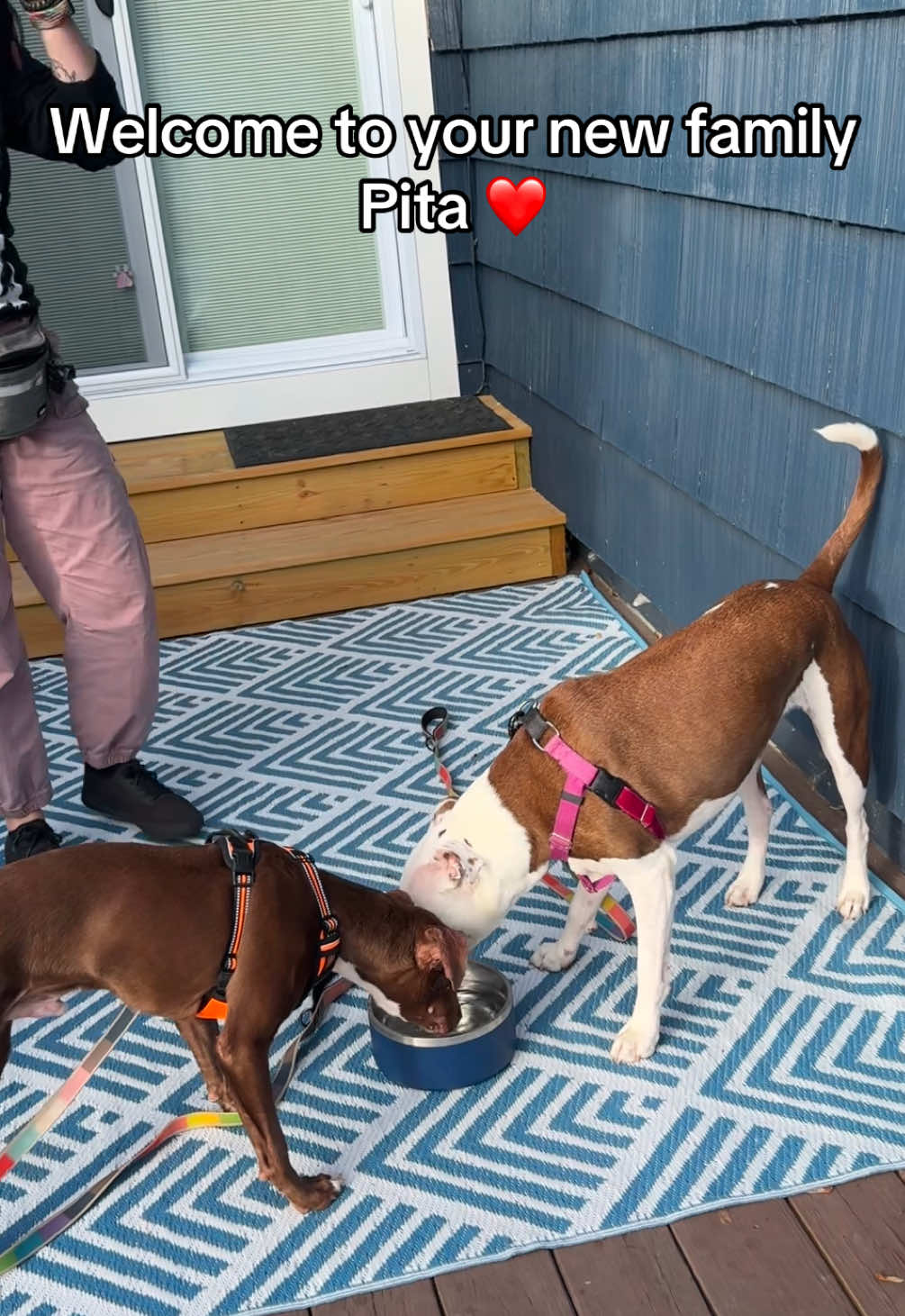 Thank you Three Little Pitties Rescue for taking care of Pita and bringing us together ❤️  
