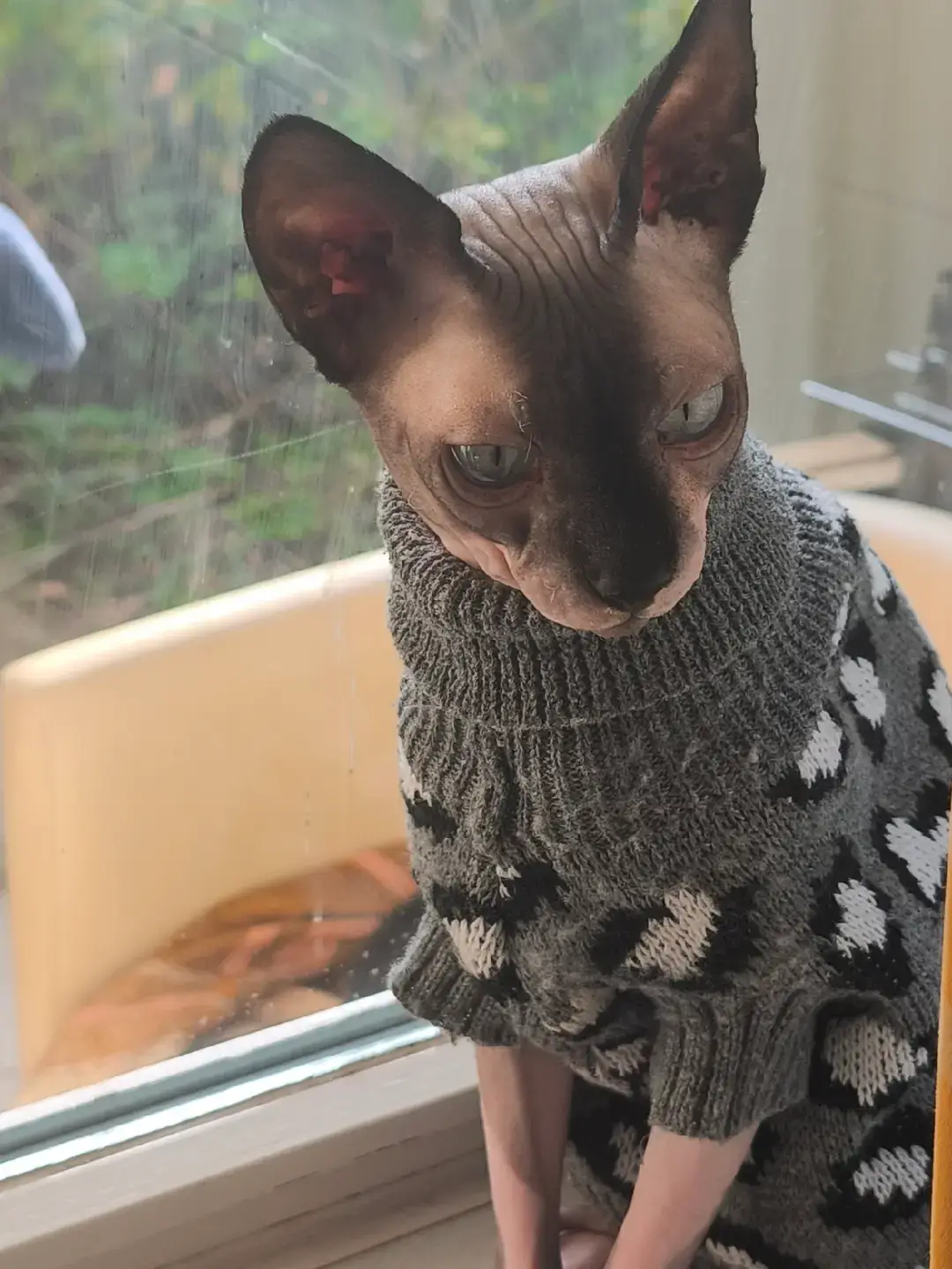 Maxi🐱❤️ #fyp #catlover #myboy #viral #cipiku07 