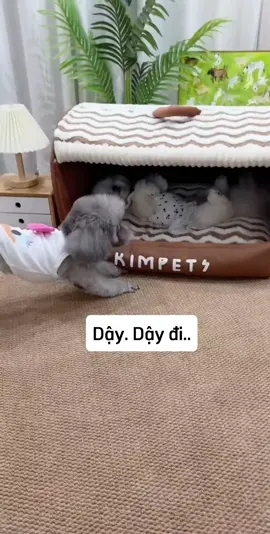 #niemvuimoingay #pet #yenden 