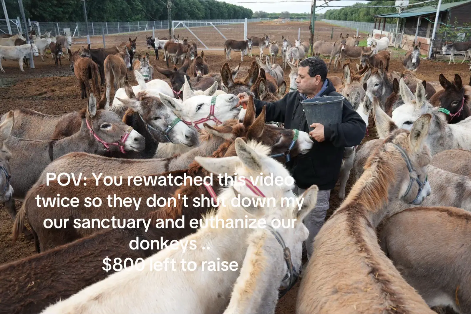 POV: You rewatched this video twice so they don't shut down my our sanctuary and euthanize our donkeys .. $800 left to raise
