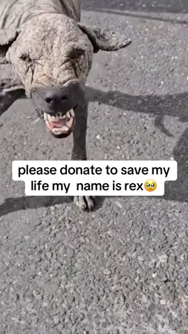 you stayed just so you can help this baby. he's in need of life-saving treatment, anything truly helps. his name is rex #gofundme #rescue #viral #rescuedog #dogsofttiktokdogs 