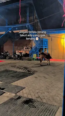 🤲🏻#fyp #Rizal_cihuyy #putriauliahadi88 #kerapansapimadura #kerapansapimaduerajawatimur 