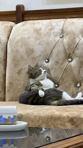 شني هالكعدة هاي  #العزيز #العزيز_تفضل_تفضل_تفضل #قطة #بزونة 