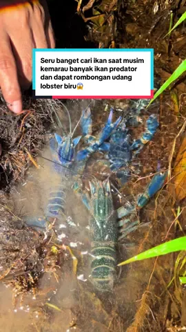 Seru banget cari ikan saat musim kemarau banyak ikan predator dan dapat rombongan udang lobster biru😱 #mancing #amanrayachannel #fyp #fypシ゚ #viral 