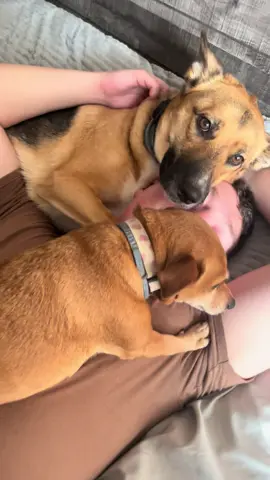 wanted to capture this wholesome moment but our dog got jealous 🤣 #fyp #dog #cutedog #jealousdog 