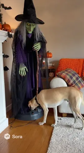 #003 犬 × ハロウィン 👻 Halloween prank caught on pet cam. A curious dog meets an animatronic witch… and completely loses it! #dogcamera #halloween #funnydog #ringcamera   