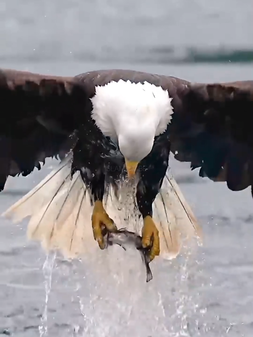 Surah Rahman 🏵️ | سُورۃ الرحمٰن  #quran #trending #fyp #100kviews #eagles  For More Videos Follow, Like & Share 