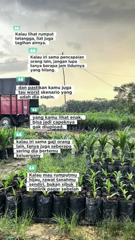 Bibit unggul 🌴 ##sawit##sawitriau##bibit##bibitsawitunggul##bibitsawitbersertifikat