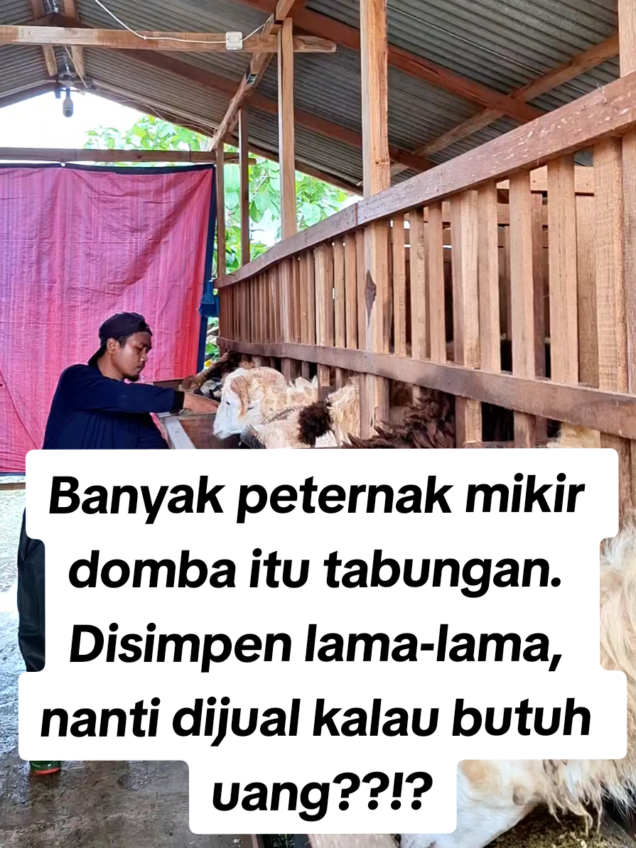 Domba bukan tabungan, domba itu aset produktif ??!?? #peternak #domba 