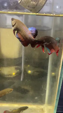 #ปลากัดใต้ #สายกัด #แก้มแดง #ลูกเชื่อ75 #ลูกเชื่อ30-35