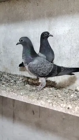 Masha Allah ❤️  #foryou #sialkotipigeonlover #sialkotipigeon  #teddypigeon #kabotarparwari 