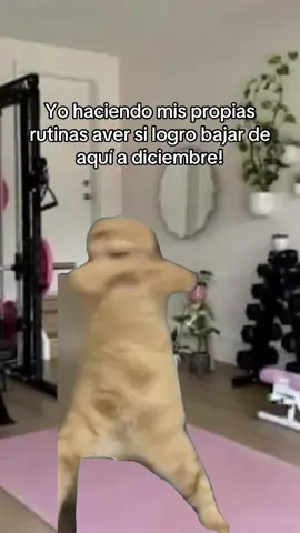 #Meme #MemeCut #ejercicoencasa #rutinasalobestia 