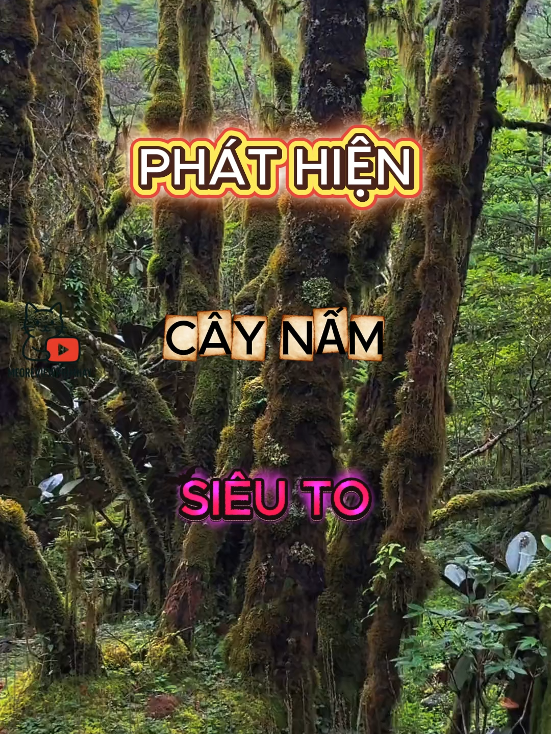 PHÁT HIỆN CÂY NẤM SIÊU TO #fyp #viral #xuhuong #trending #tiktok#khamphathegioi