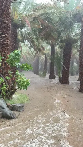 الله يجيب الخير 😪🌧️. #تصويري #وادي_ترج #fyp #trend #foryou 