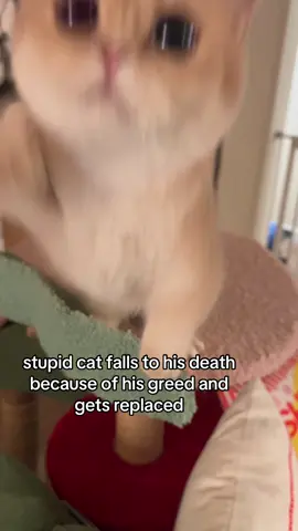 doobert is opportunistic #fypppppppppppppppppppppppppppppp #doobscoobgoob #catsoftiktok 