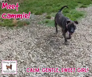 Meet Cammie! This gorgeous girl is curious and intelligent and such a joy to be around! She is described as the perfect hiking partner and is always up for an adventure! She's attentive, affectionate, playful, and polite. Come meet this fabulous girl with an adoption request! Learn more about Cammie: https://loom.ly/WzZTylM #sgadoptme #savinggracenc #dogsofnc #rescueismyfavoritebreed
