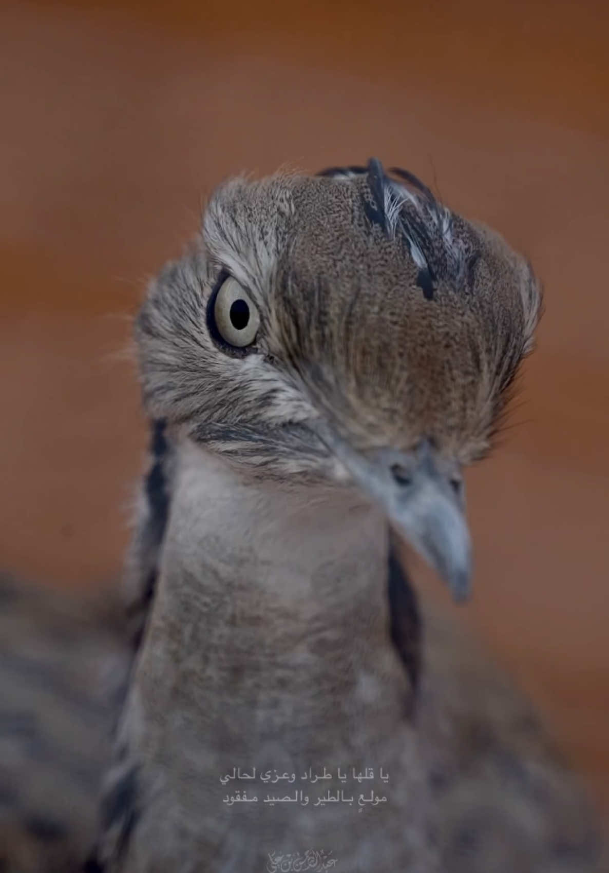 #حباري #اكسبلور #مقناص #viral #الخرب #هدد #fyp #اكسبلورexplore #تصويري #حفرالباطن #طواريح #صقر #شاهين #الشمال #محمية #صيد #ولع #مكشات #بر #قنص #حايلندا #الشعب_الصيني_ماله_حل😂😂 #اغوى_كويتيين🇰🇼 #الظفير #الصفيري #عذفاء #المنتخب #كاس_العالم #موسم_الرياض #موسم #المنتخب_العراقي #riyadhseason #طاقة_إيجابية 