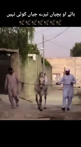 کنگ پرواز بچہ 🦅🦅🦅🦅🦅