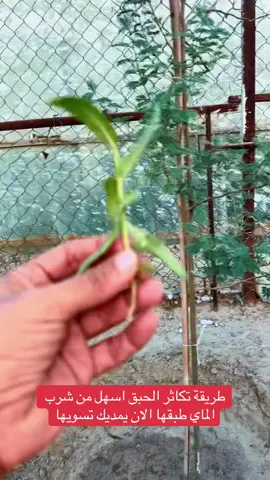 تتوفر لدينا انواع الشتلات #مزارع_الوفره 